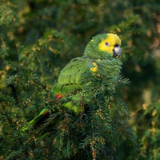 Yellow-headed Amazon,