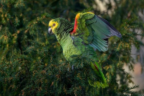 Yellow-headed Amazon,