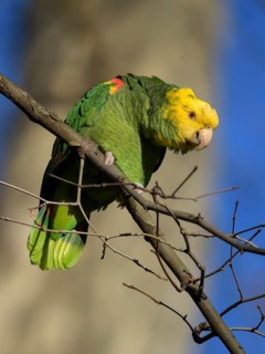 Yellow-headed Amazon,