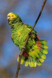 Yellow-headed Amazon,