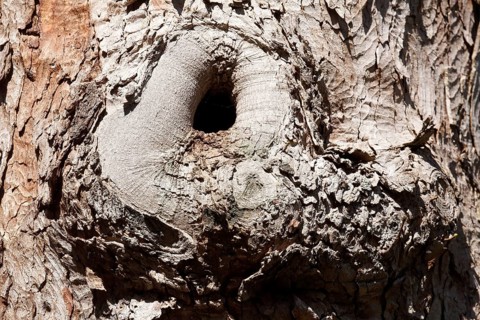 Burl with tree bark on an old, gnarled tree trunk