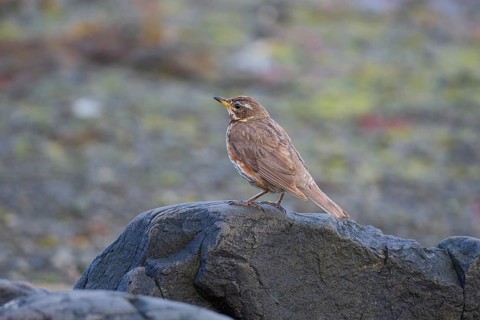 Redwing,