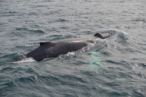 Humpback Whale,