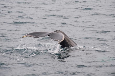 Humpback Whale,