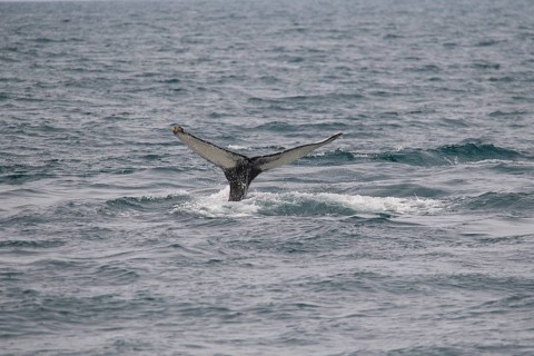 Humpback Whale,