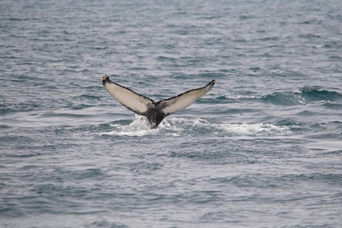 Humpback Whale,