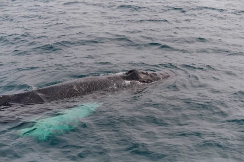 Humpback Whale,