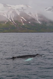 Humpback Whale,