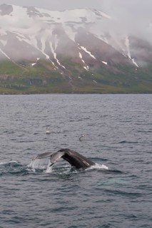 Humpback Whale,