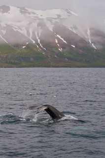 Humpback Whale,
