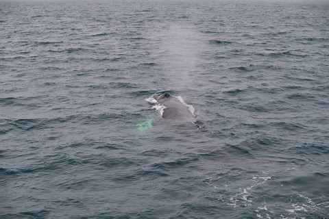 Humpback Whale,