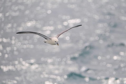 Northern Fulmar,