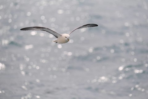 Northern Fulmar,