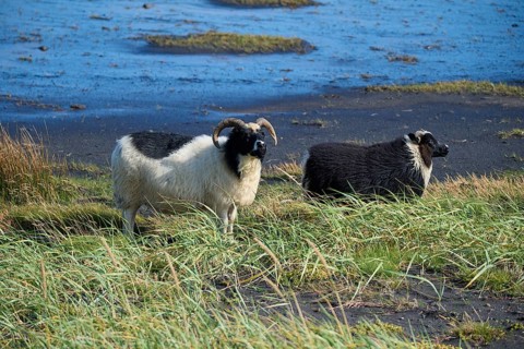 Icelandic sheep, two animals
