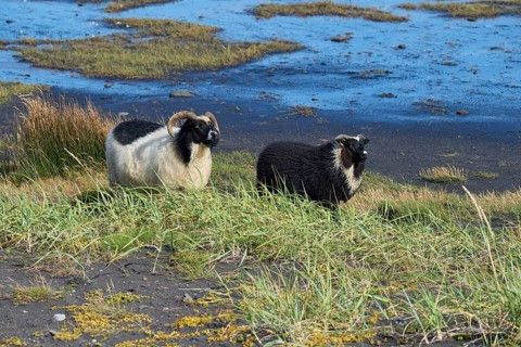 Icelandic sheep, two animals