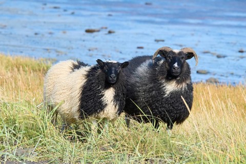 Icelandic sheep, two animals