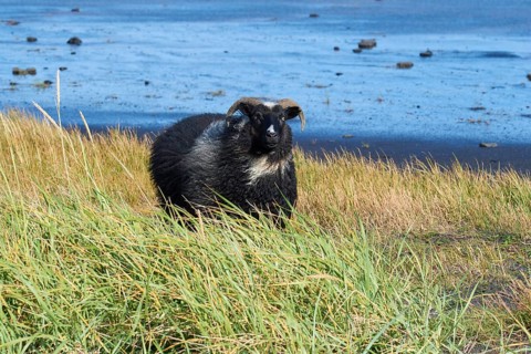 Icelandic sheep, Reynisdrangar
