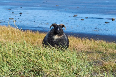 Icelandic sheep, Reynisdrangar