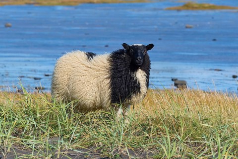 Icelandic sheep, Reynisdrangar