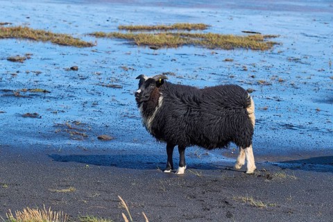 Icelandic sheep, two animals