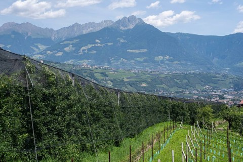 Apple orchard, Alps
