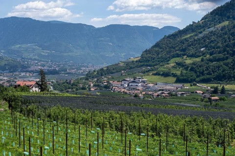Apple orchard, Alps