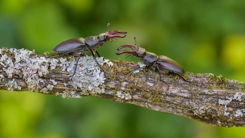 Stag beetle,