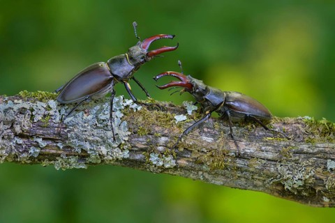Stag beetle,