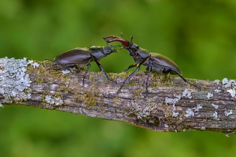Stag beetle,
