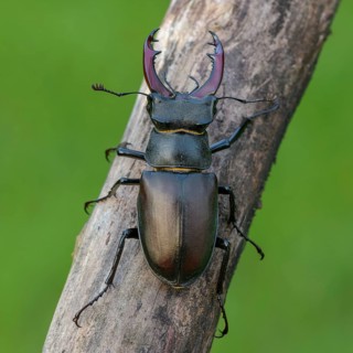 Stag beetle,