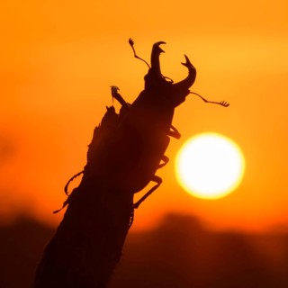Stag beetle,