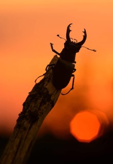 Stag beetle,