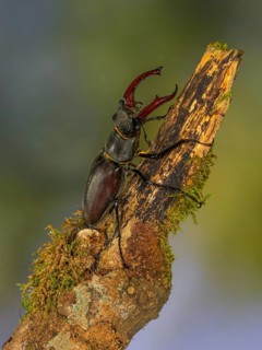 Stag beetle,