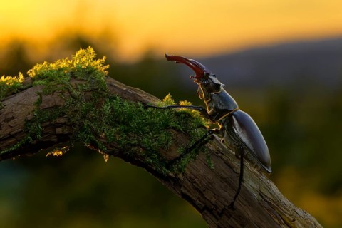 Stag beetle,