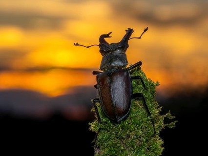 Stag beetle,