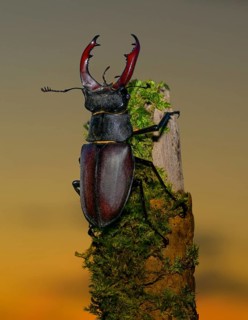 Stag beetle,