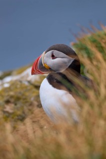 Atlantic Puffin,