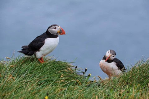 Atlantic Puffin,