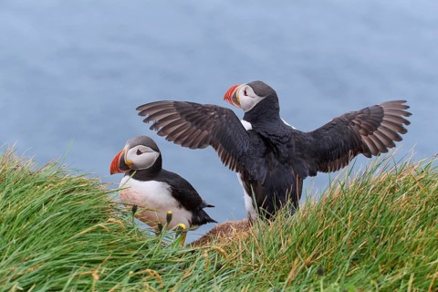 Atlantic Puffin,