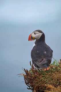 Atlantic Puffin,