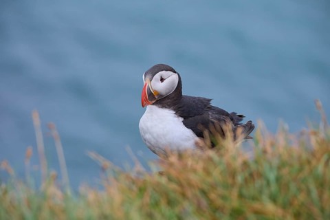 Atlantic Puffin,