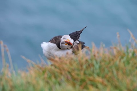 Atlantic Puffin,