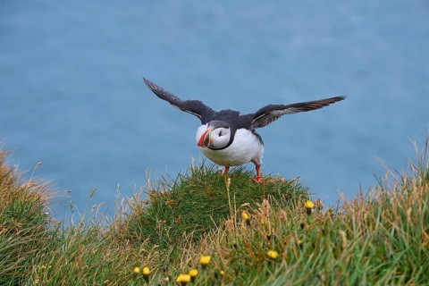 Atlantic Puffin,
