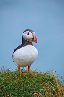 Atlantic Puffin,