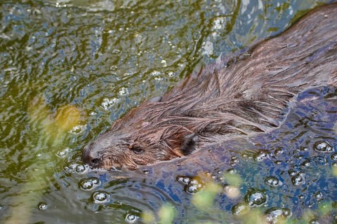 European beaver,