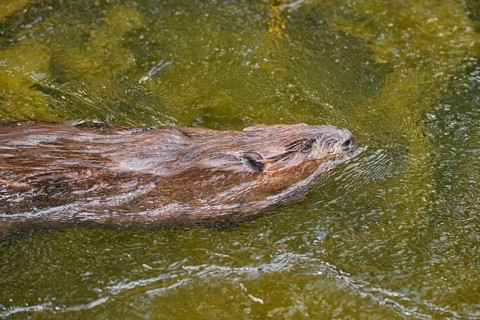 European beaver,