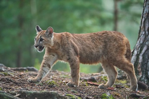 Cougar, Mountain Lion