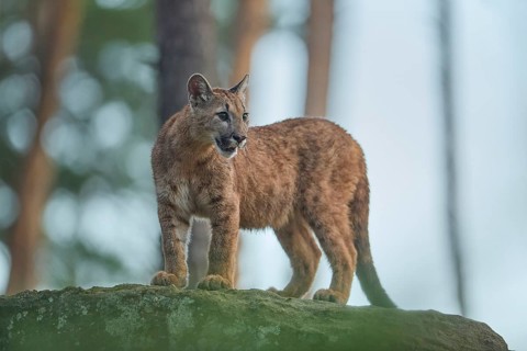 Cougar, Mountain Lion