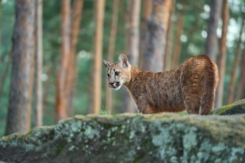 Cougar, Mountain Lion