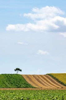 Landscape in summer with tree and blossoming sunflowers, harvested grain field